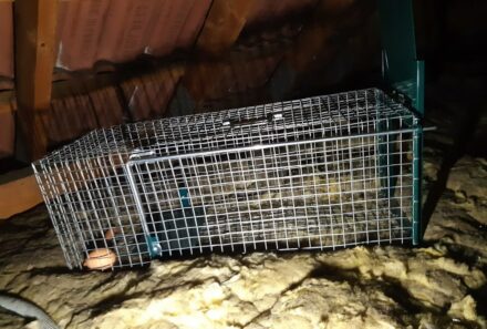 Recherche de nuisible sous toiture Vernouillet 78540
